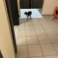 A tabby  at Cat Café Kociarnia in Krakow