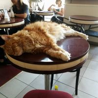 Simba at Cat Café Kociarnia in Krakow