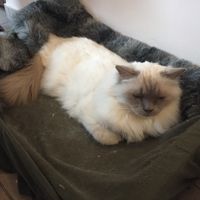 A kitty! Not meant to be eaten :) at Cat Café Kociarnia in Krakow