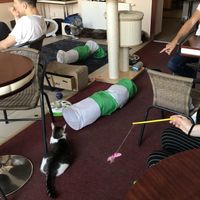 Cats at Cat Café Kociarnia in Krakow