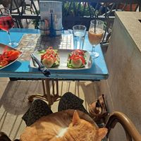 Vegan sandwich, soya iced latte and super snuggly cat at Peter's Pie & Coffee Bar in Herceg Novi