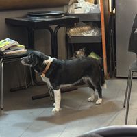 Dog friendly.  at Samurai Ramen in Barcelona