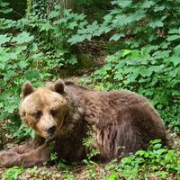 The bear sanctuary - amazing place that gives rescued brown bears a new home with  lot of spare - Definitiv worth a visit at Bärenwald Müritz in Stuer