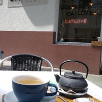  at Catlove Coffee in Gijon