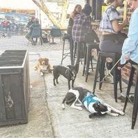  at Goldfinch in Black Mountain