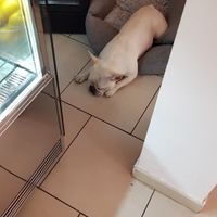 The owner's dog at gesund & süß in Cologne