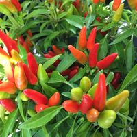 Organic hot pepper plant from Sang Lee Farms !  at Northport Farmers Market  in Northport