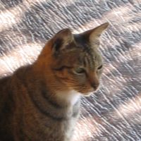 The kitty was feeling the smooth jazz more than I did. at Si Trang in Chiang Rai