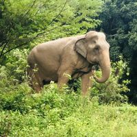   at Samui Elephant Sanctuary in Koh Samui