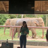   at Samui Elephant Sanctuary in Koh Samui