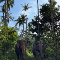 Two best friends  #Veganuary at Samui Elephant Sanctuary in Koh Samui