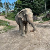   at Samui Elephant Sanctuary in Koh Samui