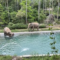   at Samui Elephant Sanctuary in Koh Samui