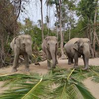 Some of the elephants at Samui Elephant Sanctuary in Koh Samui