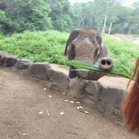  at Samui Elephant Sanctuary in Koh Samui