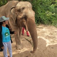 Guita & a vegan animal. at Samui Elephant Sanctuary in Koh Samui