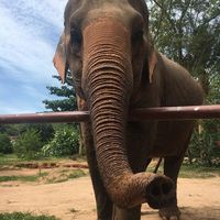 first encounter at Samui Elephant Sanctuary in Koh Samui