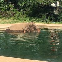warching the elephants take a bath 🛁  at Samui Elephant Sanctuary in Koh Samui