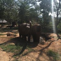 playing in the mud 🍀 at Samui Elephant Sanctuary in Koh Samui