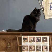   at Le Cafe des Chats in Paris