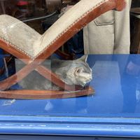   at Le Cafe des Chats in Paris