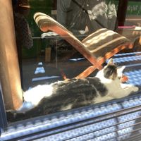 Katten knuffelen   at Le Cafe des Chats in Paris