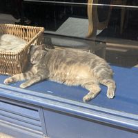 Kattenzwijmel   at Le Cafe des Chats in Paris