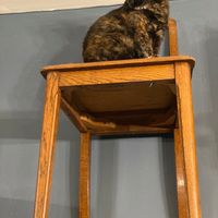   at Le Cafe des Chats in Paris