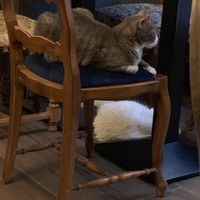 Cats  at Le Cafe des Chats in Paris
