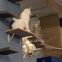 The cats usually get along, but today there was some drama! The gray one wanted to get down but the white one wouldn’t move! Eventually a Good Samaritan lifted a chair for him.   at Le Cafe des Chats in Paris