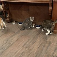 The cats eat, too! Litter boxes are downstairs and separate from the kitchen. at Le Cafe des Chats in Paris