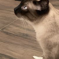 Pretty kitty. They all have veterinary insurance and receive vaccinations.  at Le Cafe des Chats in Paris