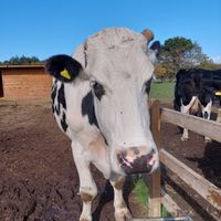  at Hopefield Animal Sanctuary - Max's Cafe in Brentwood