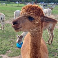  at Hopefield Animal Sanctuary - Max's Cafe in Brentwood