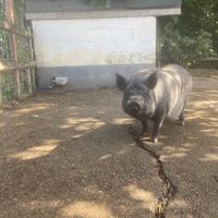   at Hopefield Animal Sanctuary - Max's Cafe in Brentwood