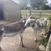   at Hopefield Animal Sanctuary - Max's Cafe in Brentwood