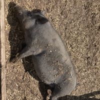   at Hopefield Animal Sanctuary - Max's Cafe in Brentwood