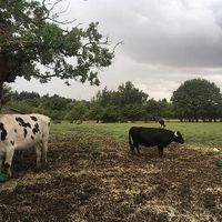 Some of the Hopefield residents 💕 at Hopefield Animal Sanctuary - Max's Cafe in Brentwood