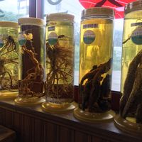 Herb displays in window at Jeombongsan Sanchae in Sokcho