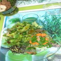 Raw Vegan Meal - Prepared specially to fit needs of the individual at Pousse-Pousse in Paris