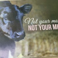 No Abnormal Dead Baby Bovine Milk Sold Here!  at Vegan District in Petaling Jaya