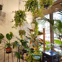 Viele schöne Pflanzen at OFOF Cafebar in Offenbach