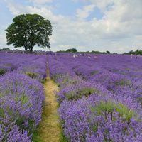 The fields at Mayfield Lavender Farm in Banstead