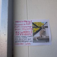 Lost animal poster at the restaurant at Blended in Cape Town