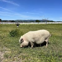   at Charlie's Acres Farm Animal Sanctuary in Sonoma