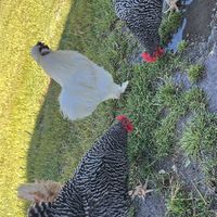   at Charlie's Acres Farm Animal Sanctuary in Sonoma