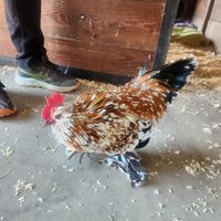 Ralph the rooster at Charlie's Acres Farm Animal Sanctuary in Sonoma