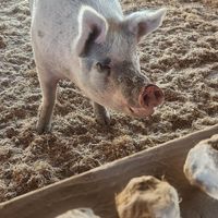  at Charlie's Acres Farm Animal Sanctuary in Sonoma