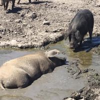 Piggies  at Charlie's Acres Farm Animal Sanctuary in Sonoma