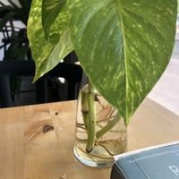 A plant cutting growing roots 😍  at Rohe in Tallinn